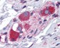 ARL6IP5 Antibody (C-Terminus)
